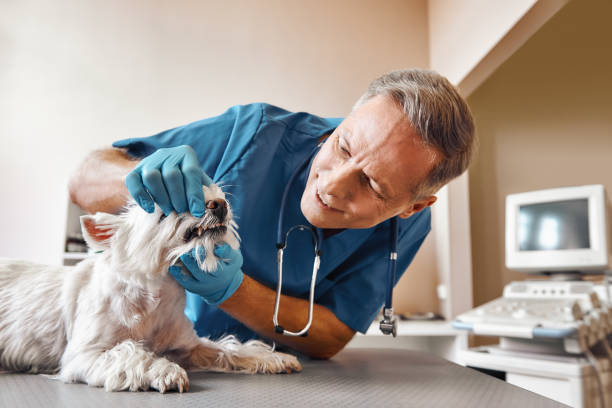 Best Emergency Wisdom Teeth Removal in Mayville, MI